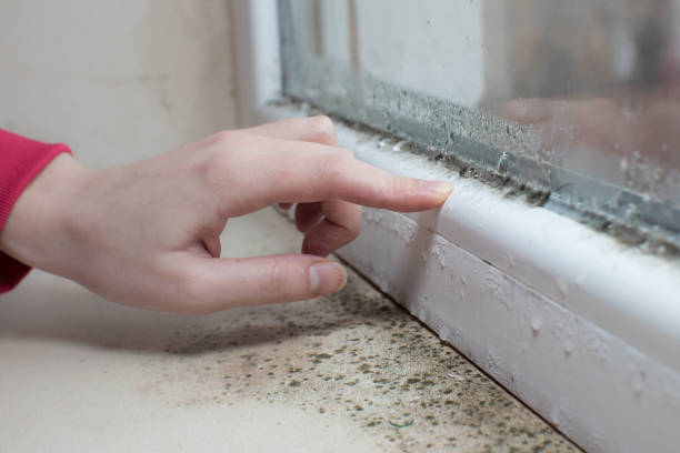 Best Airborne Mold Testing  in Palmer, TX