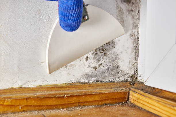 Dehumidification Services in Palmer, TX